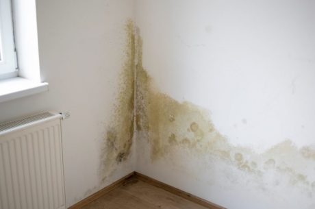 Mold Remediation Services in Burlington
