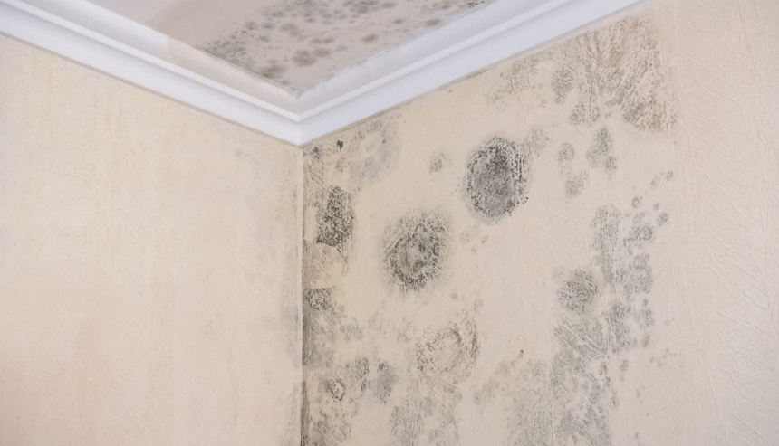 How Dangerous Is Mold in Your House