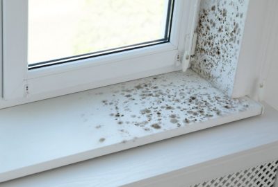 how to identify mold