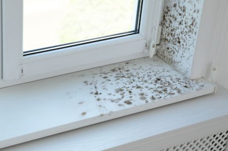 how to test for mold