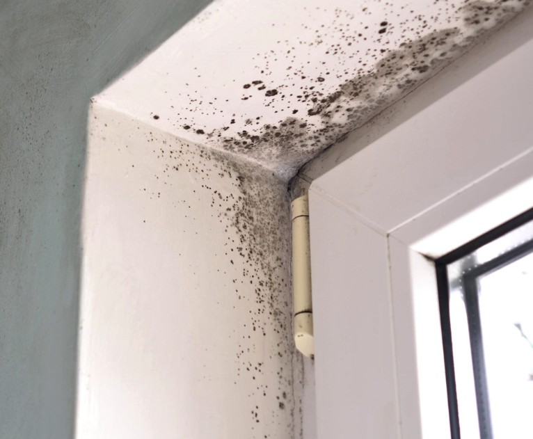 Detecting and Addressing Mold vs. Mildew