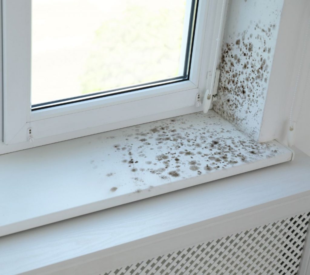how to identify mold