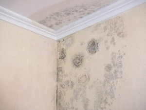 mold cleanup in kenosha