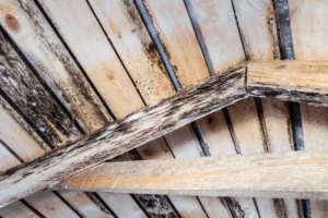 Attic mold signs