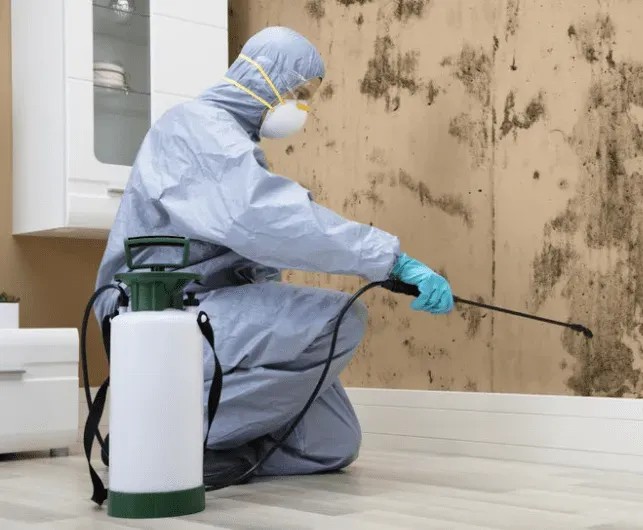 odor removal services