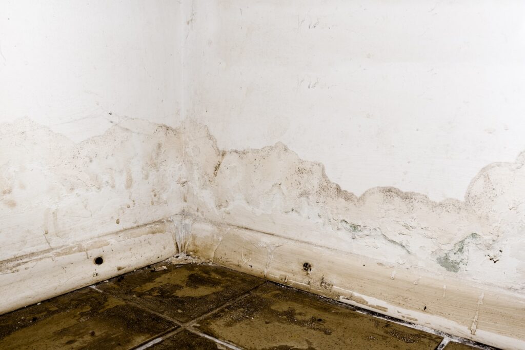 mold on basement walls