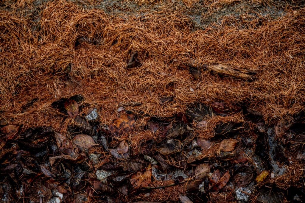fall gutter cleaning north metro atlanta pile of leaves and pine needles that clog gutters