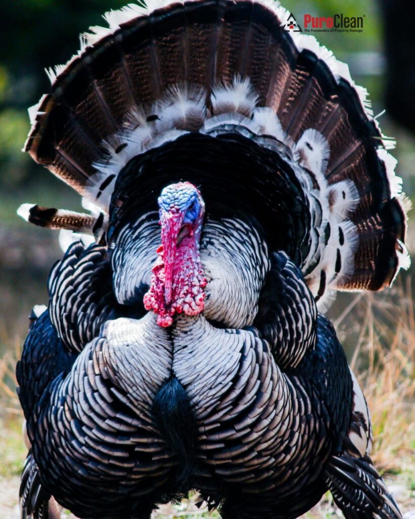 PuroClean North Metro Atlanta Thanksgiving fire safety and restoration experts