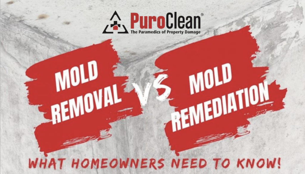 Mold Removal vs Mold Remediation – What Atlanta Homeowners Need to Know | PuroClean North Metro Atlanta