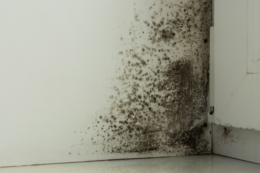 Black mold growth in corner of residential wall requiring professional mold remediation in North Metro Atlanta