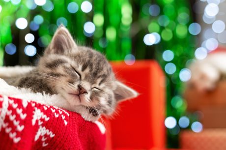 Brown tabby kitten sleeps on a red Christmas blanket with Christmas decor in the background.