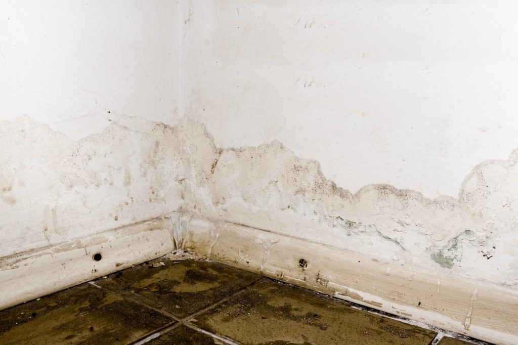 mold on basement walls