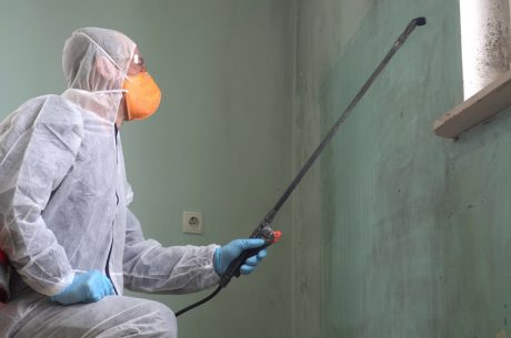 antimicrobial mold remediation