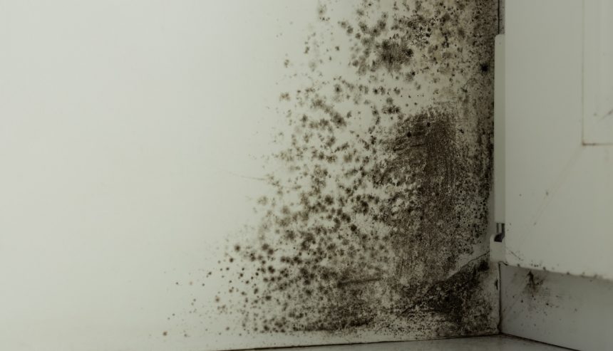 mold removal in Georgia