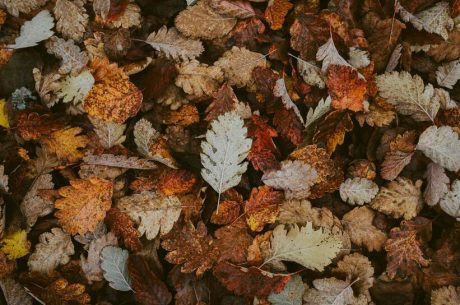 Pile of colorful autumn leaves showing seasonal change that can cause clogged gutters and water damage in North Metro Atlanta homes