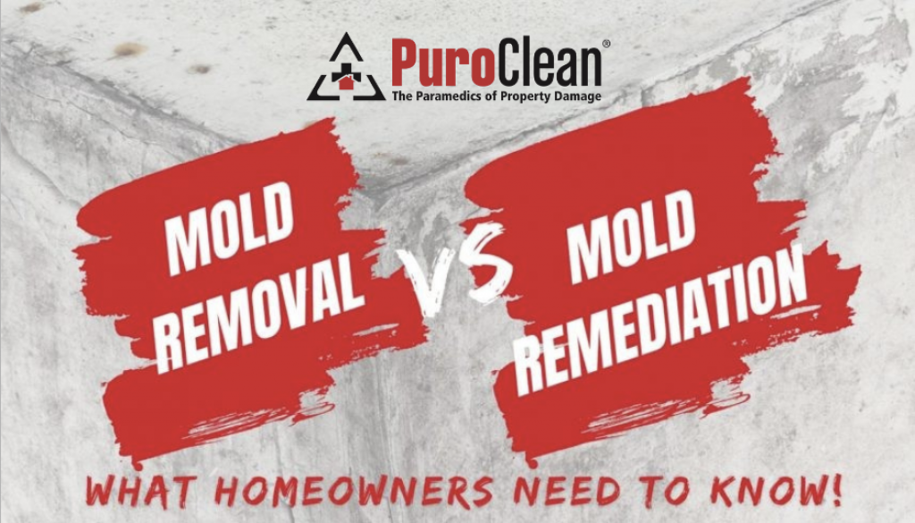 Mold Removal vs Mold Remediation – What Atlanta Homeowners Need to Know | PuroClean North Metro Atlanta