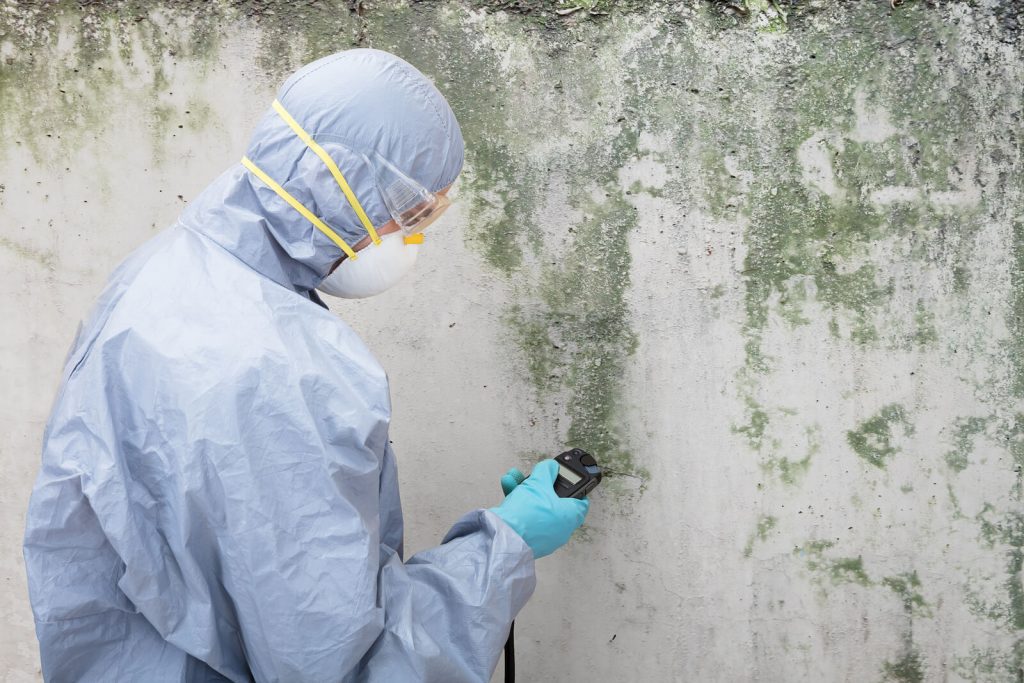 mold damage restoration
