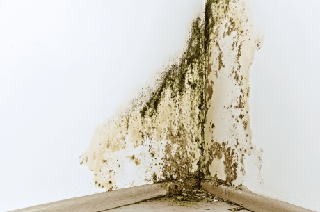 Stop Mold Before It Spreads – PuroClean of Sandhills Can Help