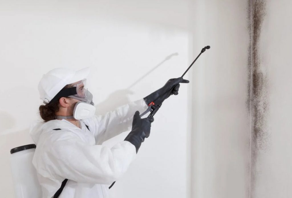 Professional Mold Remediation Process