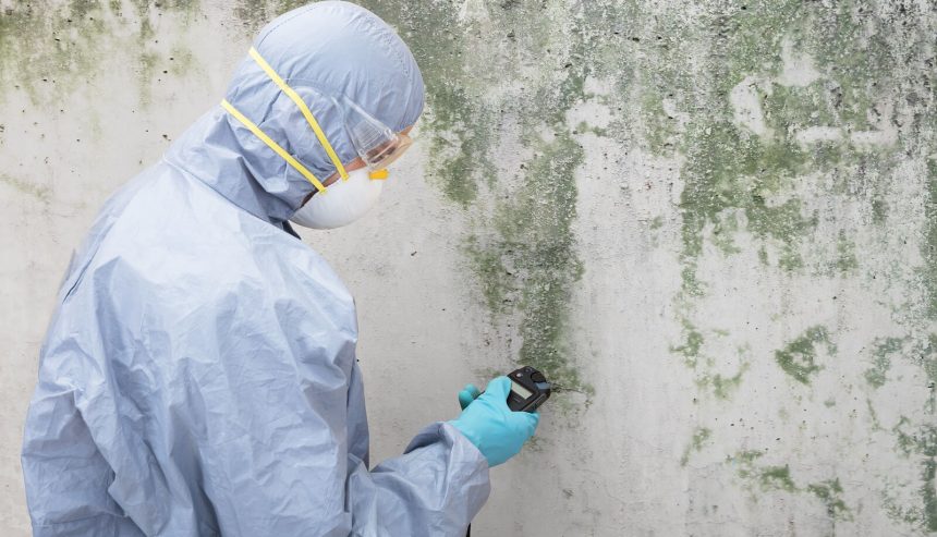 mold damage restoration