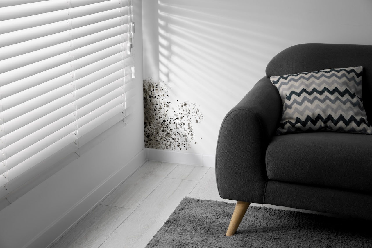 Mold Remediation Service Done Right: PuroClean Chosen as One of CNN’s Best for 2024