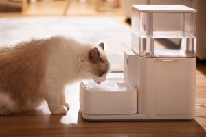 Understanding Mold in Cat Water Fountains