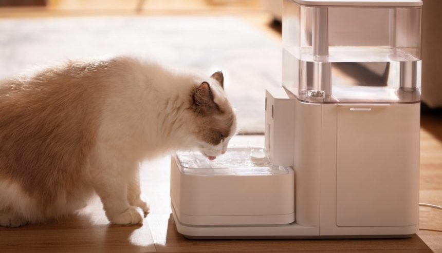 Understanding Mold in Cat Water Fountains