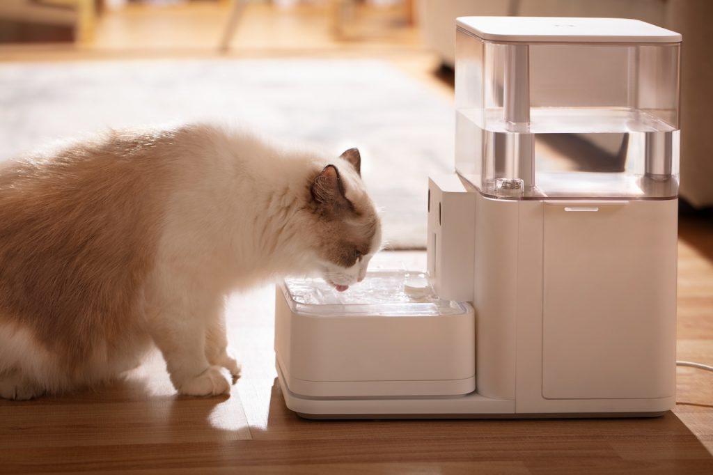 Understanding Mold in Cat Water Fountains