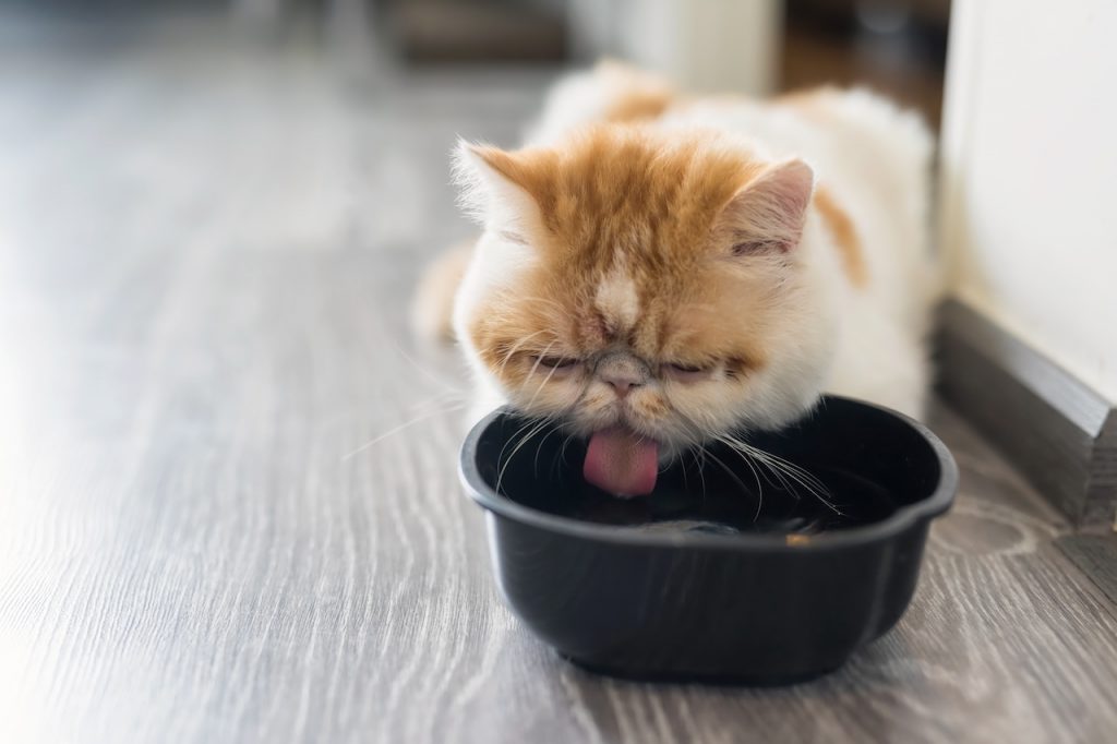 Effective Ways to Remove Mold in Cat Water Fountain