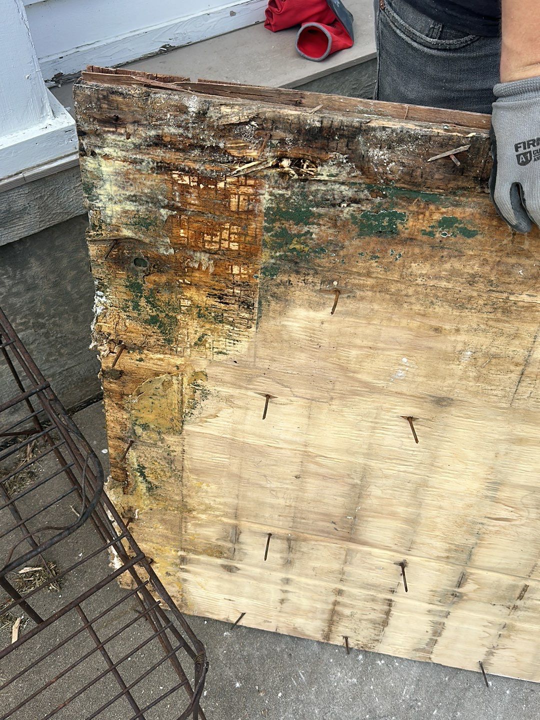 Mold found on wood flooring