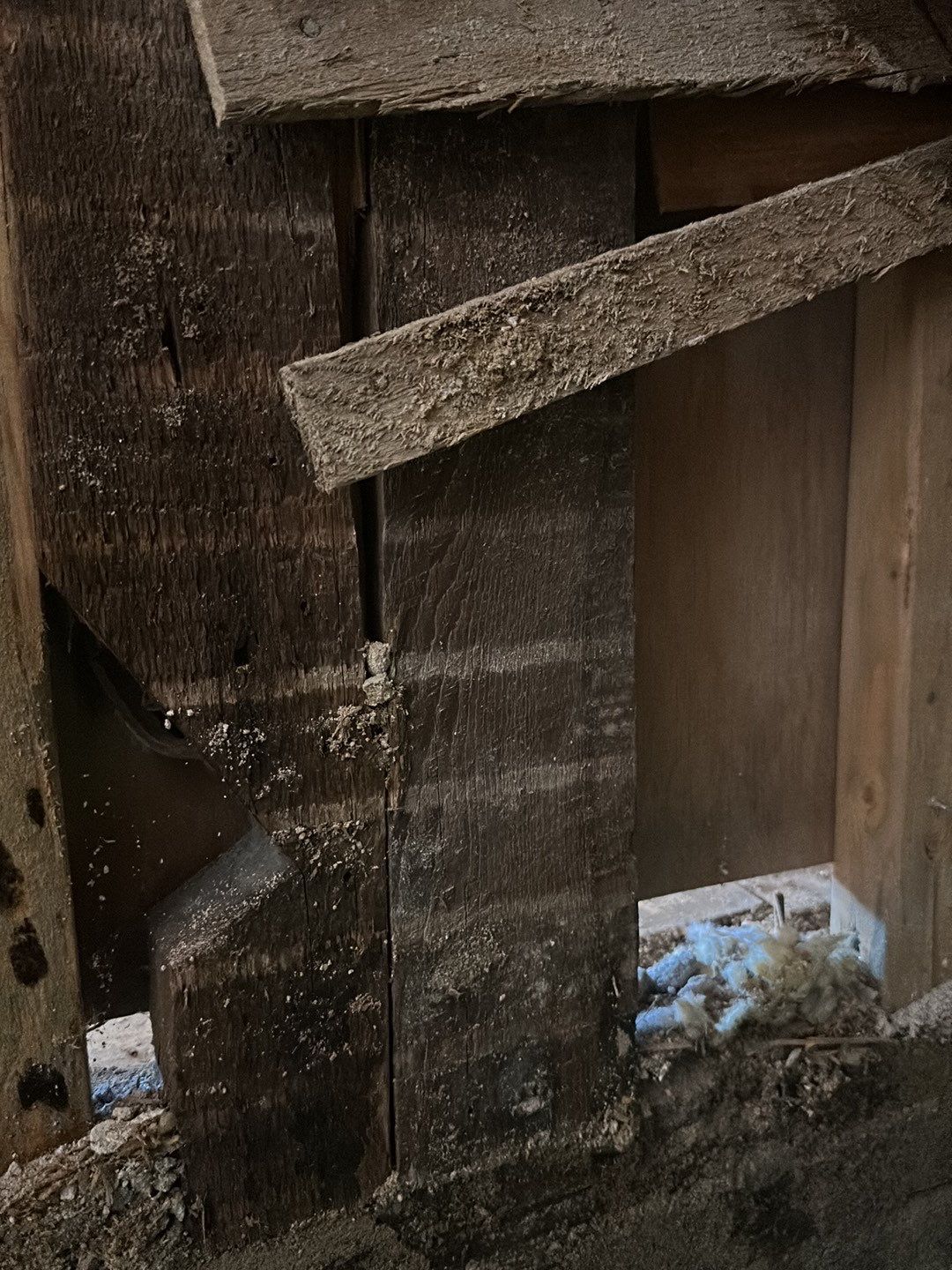 Mold found inside of wall on wood studs