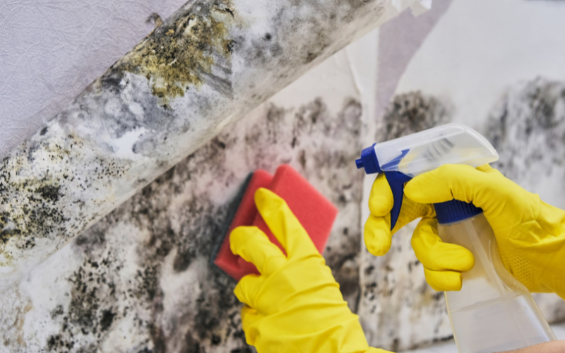 How to Get Rid of Mold in a Basement