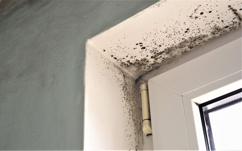 is mold from water damage dangerous