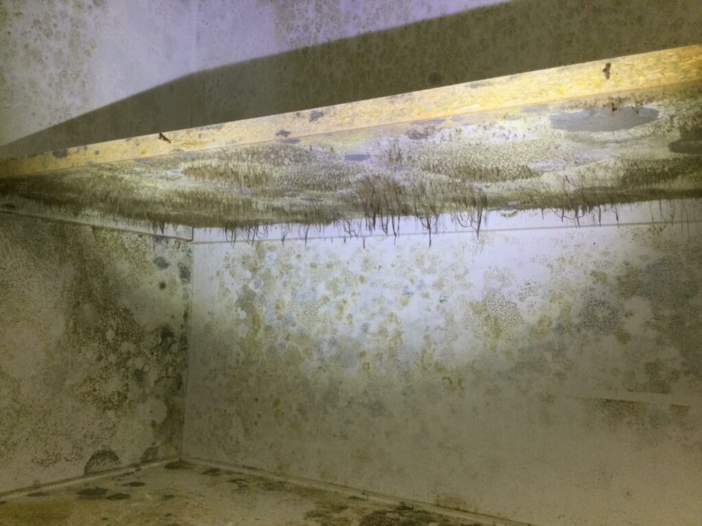 Close-up of mold growing on damp basement wall.
