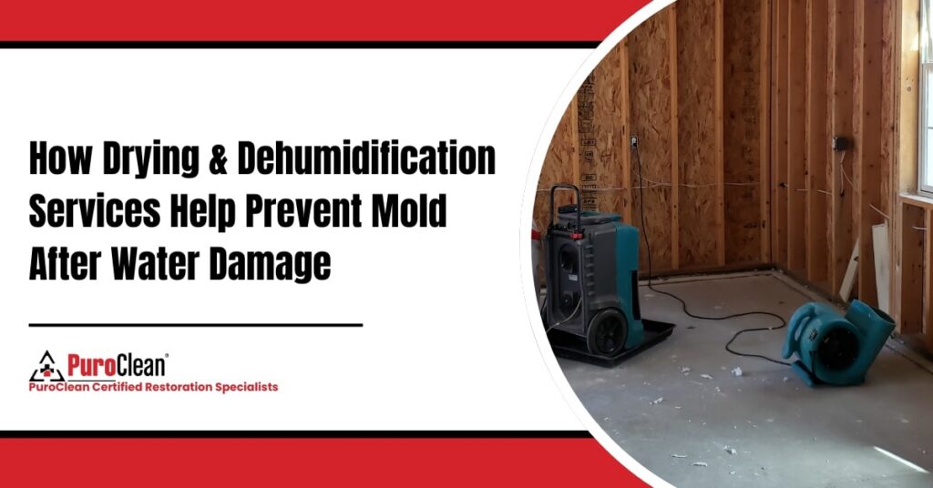 How-Drying-Dehumidification-Services-Help-Prevent-Mold-After-Water-Damage