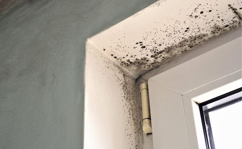 is mold from water damage dangerous
