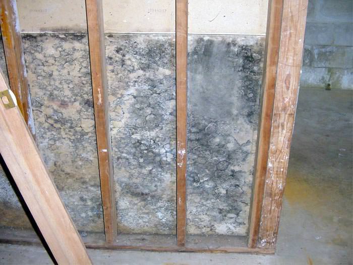 water damage behind basement walls mold risk