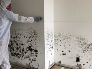 Mold growth discovered behind drywall during a professional mold inspection in a Centennial CO residential home