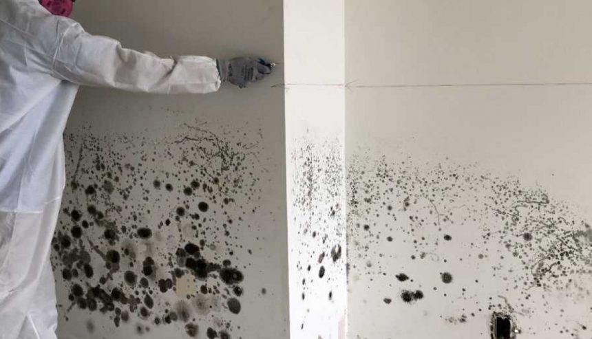 Mold growth discovered behind drywall during a professional mold inspection in a Centennial CO residential home