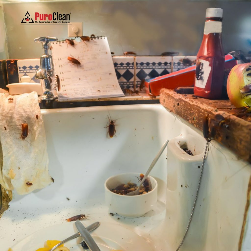 hoarding cleanup in Chamblee, GA