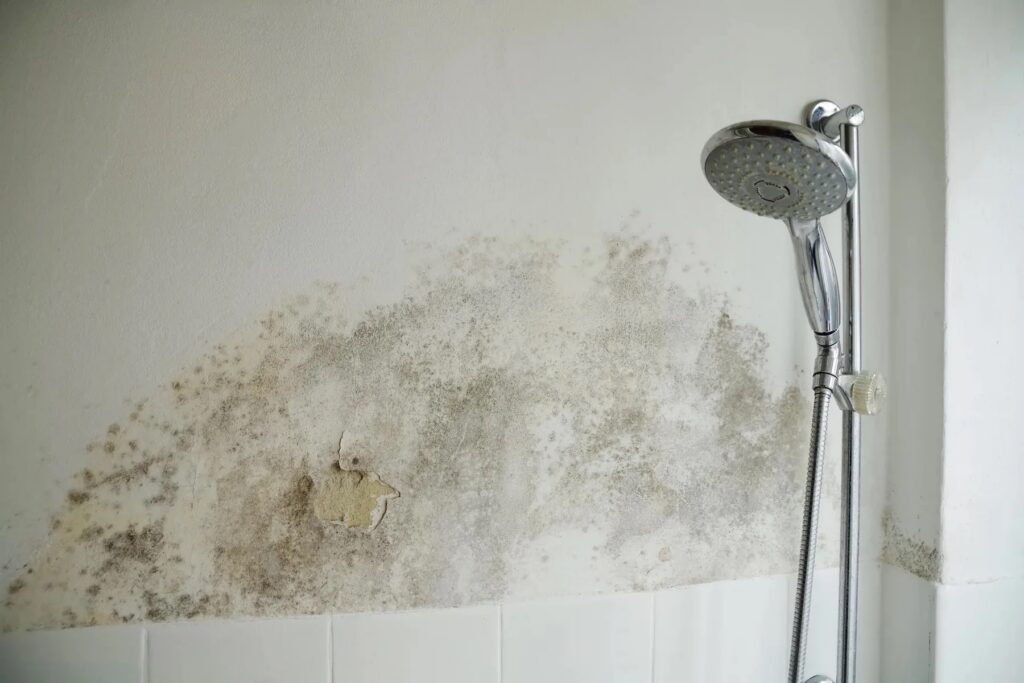Black mold and peeling paint spread across a damp bathroom wall near a shower.