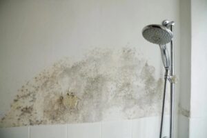 Extensive black mold and peeling paint cover a bathroom wall next to a chrome shower head.