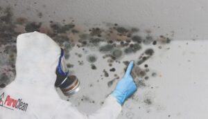 mold in historic New Jersey homes