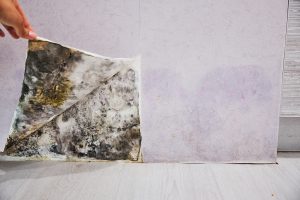 mold removal in Readington Township, NJ