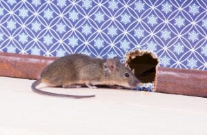 animal waste infestation