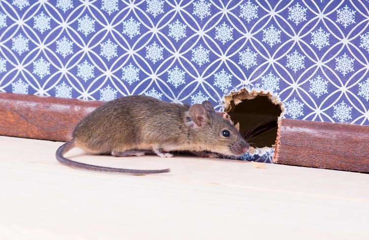 animal waste infestation