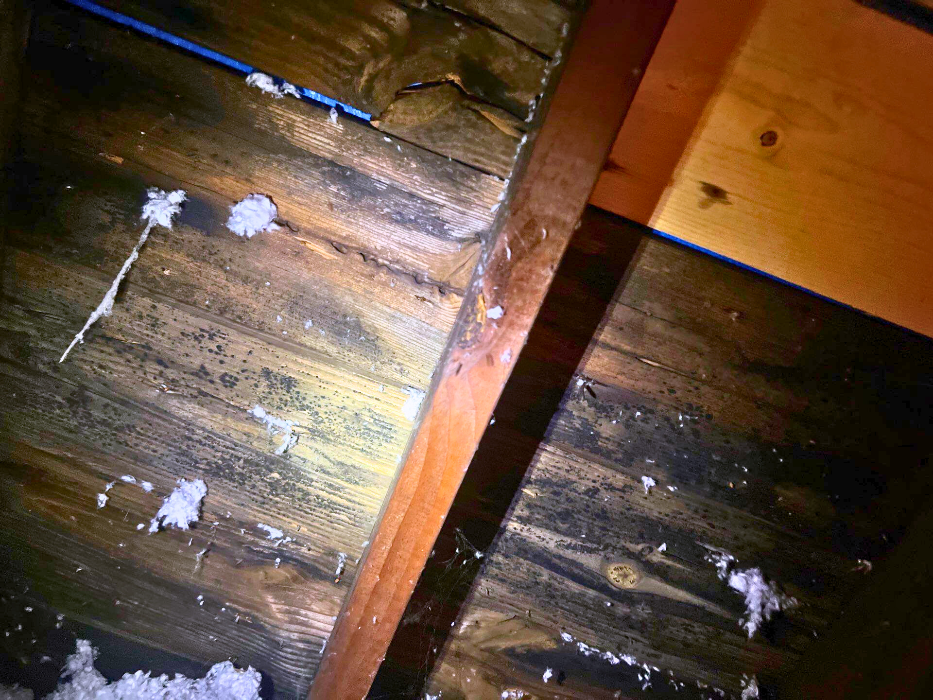 Mold from attic moisture intrusion