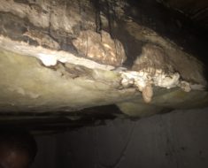 Microbial Mold Before