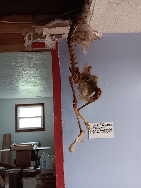 The body of a cat is found in an open ceiling. A mold remediation job was turned into a biohazard cleanup upon the discovery of this carcass.