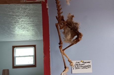 The body of a cat is found in an open ceiling. A mold remediation job was turned into a biohazard cleanup upon the discovery of this carcass.